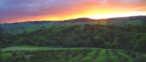 Sunset from the hut overlooking the coffee plantation