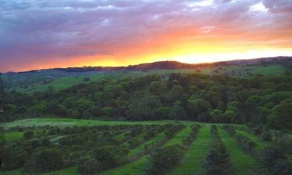 Sunset from the hut overlooking the coffee plantation