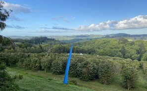 view across the coffee trees