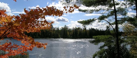 View from the cover portion of the large Trek deck built around 3 large trees