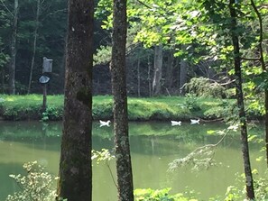 Ducks on the pond