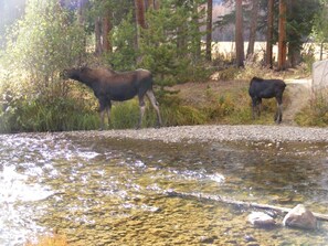 Moose with Baby in the Park