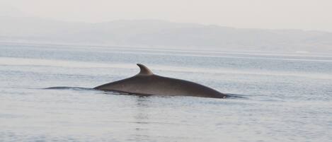 Minke Whales are often sighted in the waters to the North of Mull
