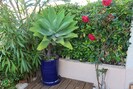 Plante grasse et roses dans l'angle de la terrasse