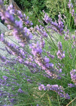 les lavandes du jardin