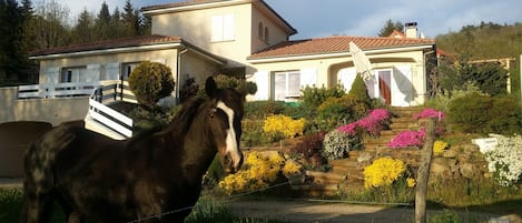 Un soir de printemps, les chevaux sont souvent présents autour de la maison.