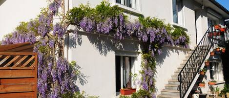 Wisteria Apartment