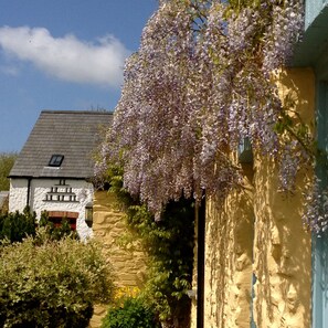 Y Cwm Wisteria