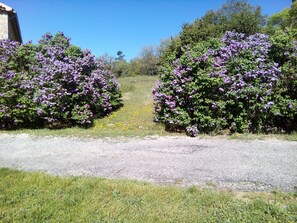 Les lilas en fleur au mois d'avril