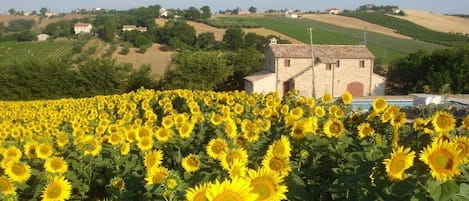 Fields of gold