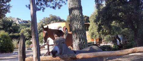 il mio cavallo e i asini nel loro paddock