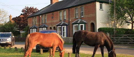 Ponies grazing on Waters Green in front of New Forest cottage