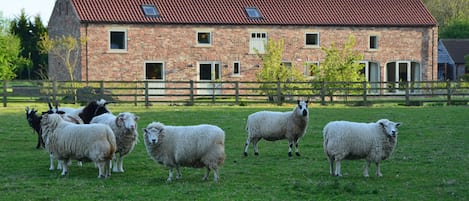 View of Barn from our Paddocks