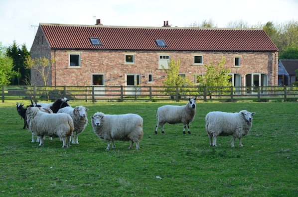 View of Barn from our Paddocks