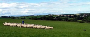 watch the sheep flock from the garden