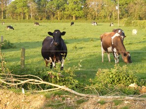 The neighbours