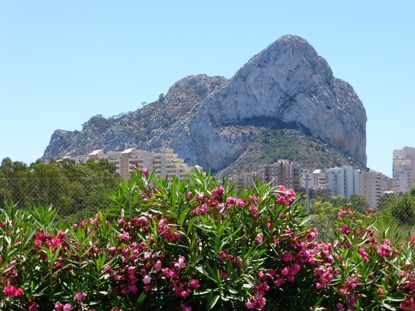 Local views
