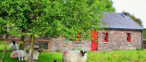 Sheep visiting one of 4 cottages in the Barralach 'village' and sheep farm