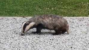 Photo of badger from sitting room window.