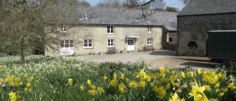 Dairy Barn in farmyard setting