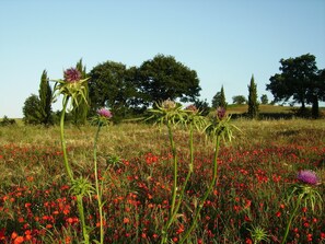 Fields of flowers.