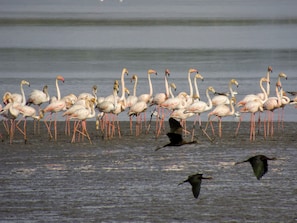 Yes, you can watch flamingos nearby Sado river banks