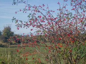 Rosehips in autumn sunshine