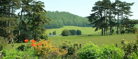 View from the garden