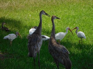 Wildlife around our lake just outside our pool enclosure.