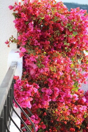 A view of the bourganvilla that grows up the side of the house