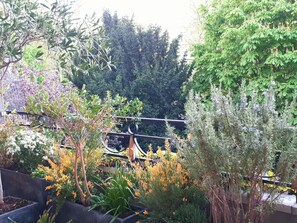 Les fleurs de ma petite terrasse 