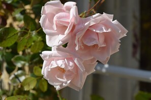 100 year old rose adorning cottage