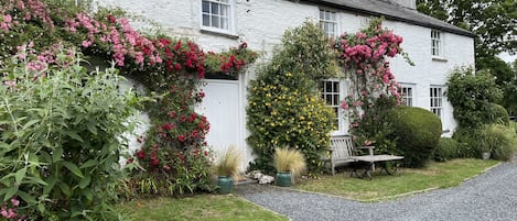 masses of roses cover the house in the summer