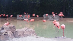 Florida Flamingos!