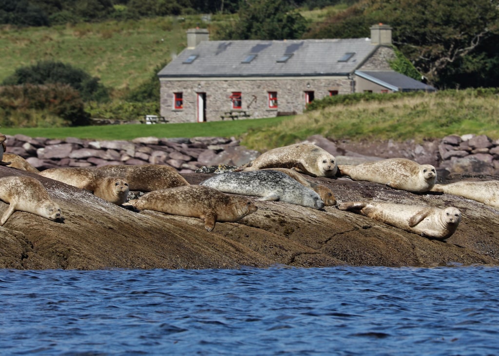 Seals on rocks near Pier Cottage