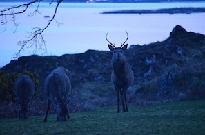 Deer on grass in front of house at dusk