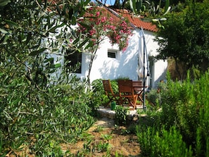 olive trees surround the house