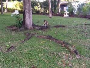 Green monkey in the gardens
