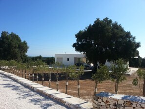 young olive trees along the driveway