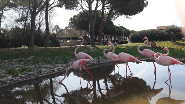 Jardines del alojamiento