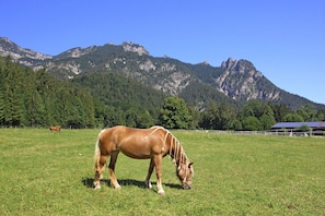 Terrain de l’hébergement 