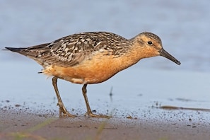  'Knutt', der Strandläufer