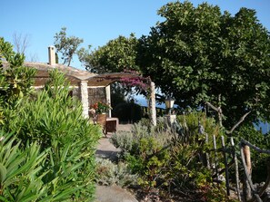 Die Terrasse vorm Haus mit Feigenbaum