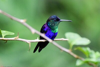 Finca Pura Vida:
Colibrí