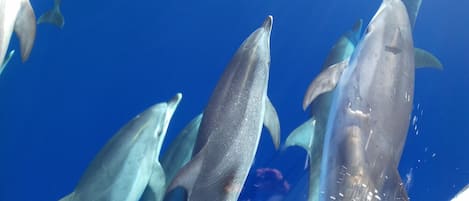 Divers