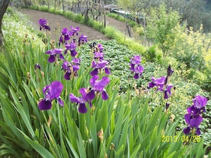 Lila Pracht im Frühling 