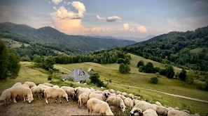 Schafherden ziehen um das Wolkenhaus 