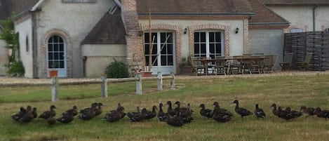 quelques canards profitant des lieux !