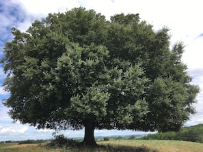 notre Emblême en haut de la Colline ... et nos Racines !