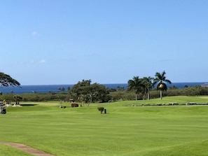 our distant ocean view